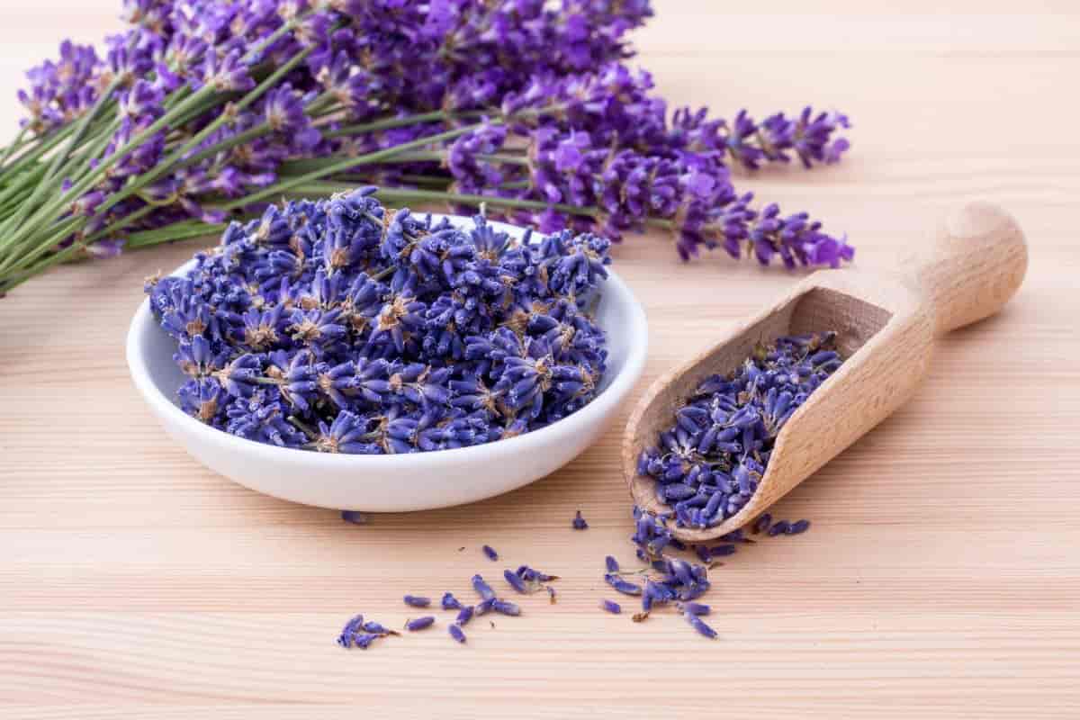 come combattere l'insonnia e avere aria purificata