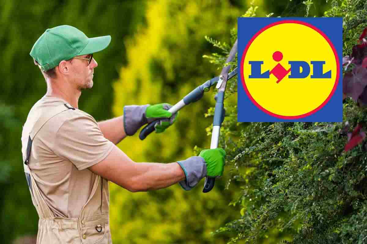 Lidl lancia il mese dei ribassi folli: affari imperdibili su alimenti,