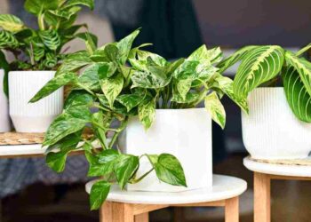 Combatte l’umidità e profuma l’ambiente: la pianta e i dettagli