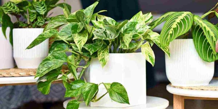 Combatte l’umidità e profuma l’ambiente: la pianta e i dettagli
