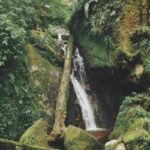 Bosco delle Sorti