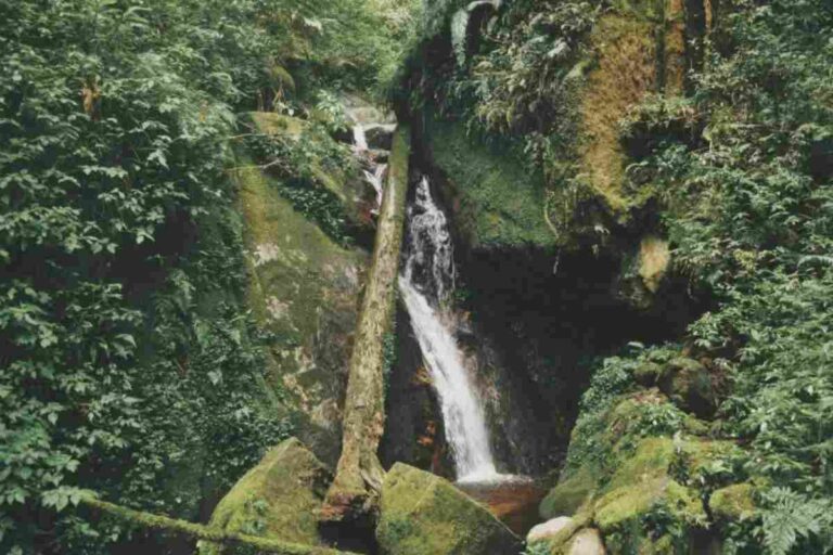 Bosco delle Sorti