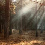 Il bosco di Altalle