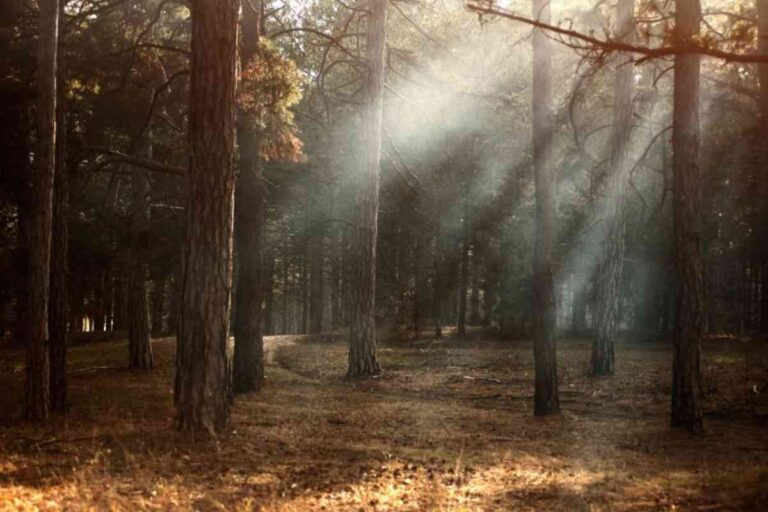 Il bosco di Altalle