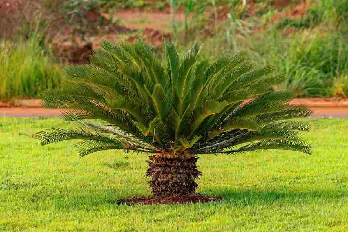 Se hai una di queste (comunissime) piante in casa buttale subito