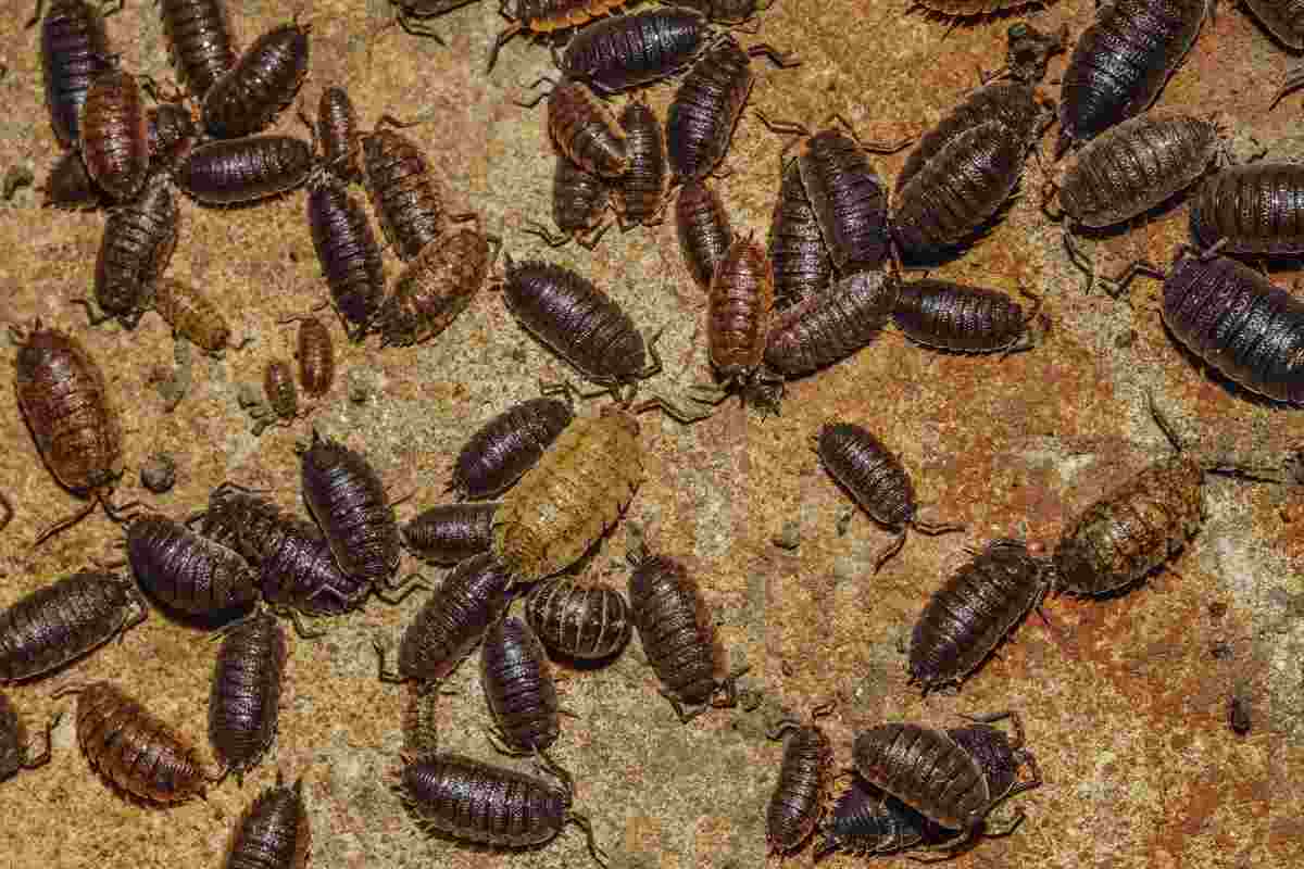 combattere le farfalline in dispensa