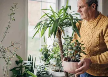 Se hai una di queste (comunissime) piante in casa buttale subito