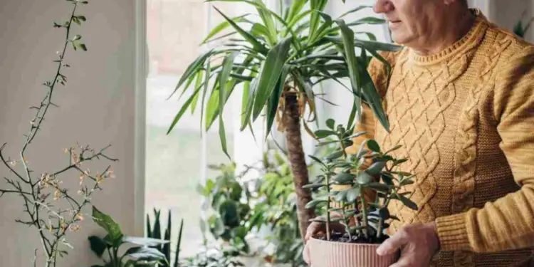 Se hai una di queste (comunissime) piante in casa buttale subito