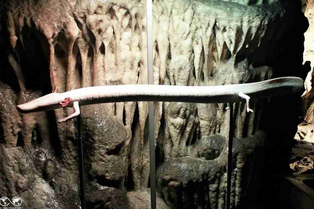 Il Parco delle Grotte di Postumia offre oggi numerose attrazioni, oltre alla visita classica: dal Vivaio dedicato al Proteo e alla sua conservazione