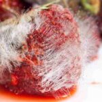 Carne che diventa scura, non lasciarti ingannare