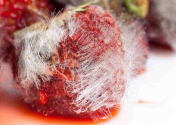 Carne che diventa scura, non lasciarti ingannare