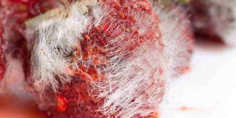 Carne che diventa scura, non lasciarti ingannare