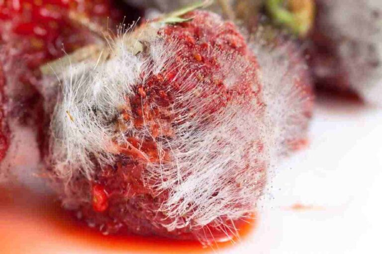 Carne che diventa scura, non lasciarti ingannare