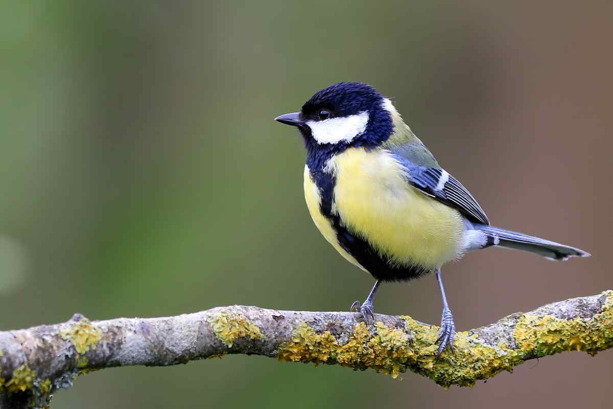 sigarette cinciallegre