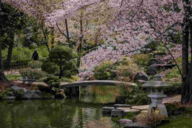 Il giardino giapponese segreto di Roma: dove vedere la fioritura dei ciliegi tra laghetti, ponticelli e silenzio