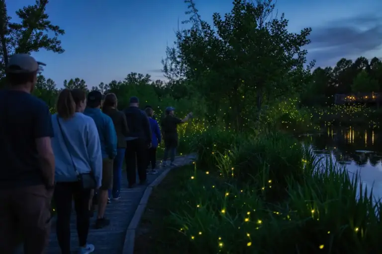 Ninfa 2, tornano le serate delle lucciole nel parco Pantanello: date, percorsi e come partecipare