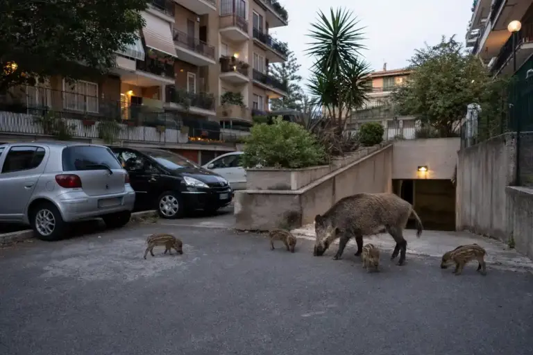 Labaro, sei cinghiali nel cortile di via Trasaghis: torna l’allarme sotto il condominio
