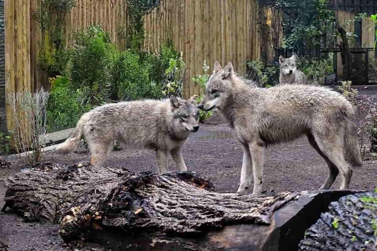 Immagine di un branco di lupi ospitati all'interno del Bioparco