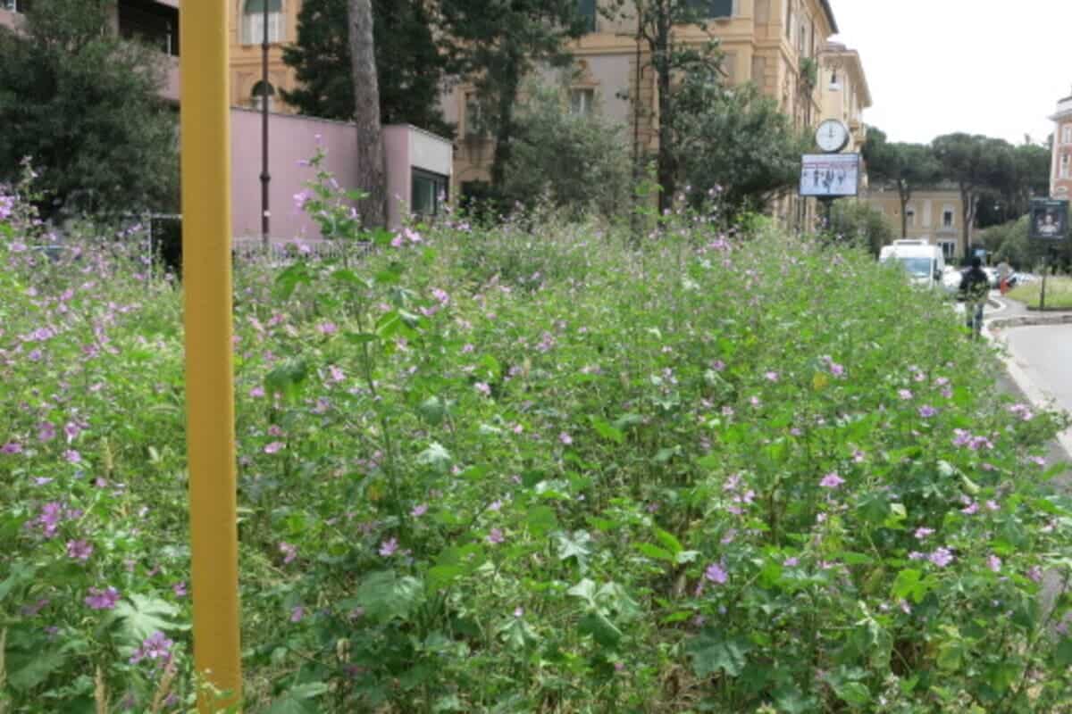 Una fermata dei mezzi pubblici con erba alta