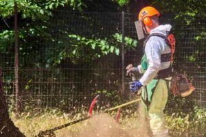 Un operaio del comune di Roma che si occupa delle potature e degli sfalci