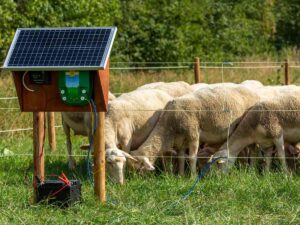Gregge di pecore in un prato al pascolo