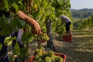 Mani che tagliano grappoli d’uva bianca in vigna, con cassetta rossa piena e filari sullo sfondo