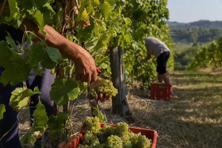 Mani che tagliano grappoli d’uva bianca in vigna, con cassetta rossa piena e filari sullo sfondo